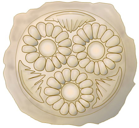 Minoan civilization, East Wing, Knossos Palace, clay seal imprint rosette pattern