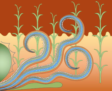 Minoan civilization, House of the Fresco, fresco "Argonaut and Seaweed"
