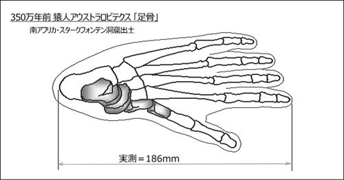 南アフリカ・スタークフォンテン洞窟　350万年前 猿人アウストラロピテクスの左足骨化石 「Little Foot」