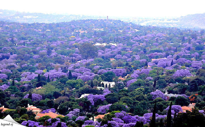 AtJEvgAEJ̃WJ_ Jacaranda, Pretoria^(C)legend ej