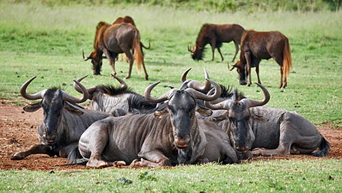 ��A�t���J�@�p�Ȃ̊p ���߂����\��Ȃ���x���S�͋��� �T�o���i�����ɌQ���P�[�v�I�O���k�[