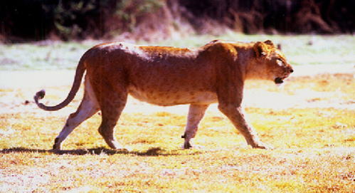 Female African lion walking in the dry savannah plains