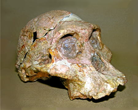 猿人アウストラロピテクス・頭蓋骨化石 「Mrs. Ples」