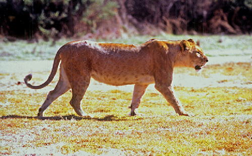 南アフリカ　乾いたサバンナ草原を歩くアフリカライオン（メス） A Lion walking, South Africa