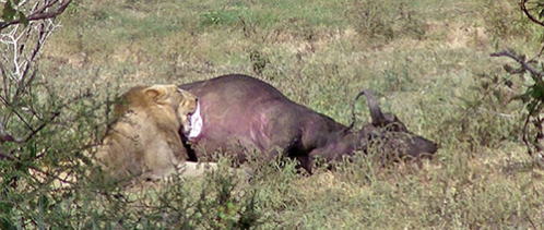 Female African lion preying on buffalo after attacking