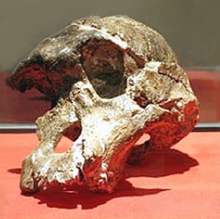 南アフリカ・マロペング・ビジター・センター展示・スタークフォンテン洞窟出土・猿人頭蓋骨化石