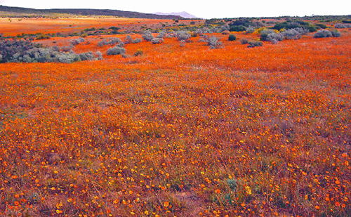 南アフリカ　春の時期 マナクワランド・デージーの咲き乱れるスキルパット自然保護区 Namaqualand Daisies in Skilpad WFR, South Africa