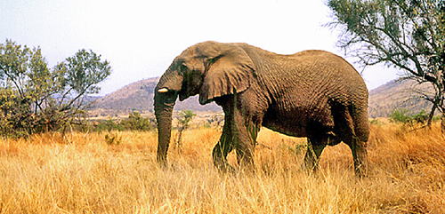 �s���l�X�o�[�O���������@�T�o���i�����@����̃A�t���J�]�E