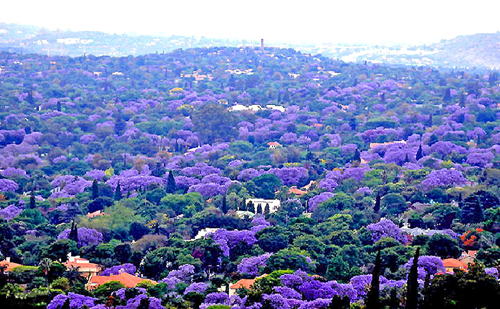 春の頃 青紫色のジャカランダの花咲くプレトリア市街地Jacaranda in Pretoria