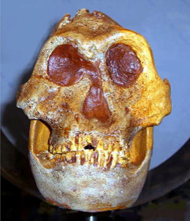 南アフリカ・世界遺産スタークフォンテン洞窟出土・猿人アウストラロピテクス・頭蓋骨化石