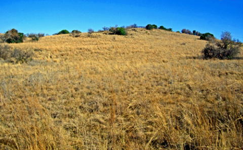 北側の地方道から世界遺産スタークフォンテン洞窟の丘を望む
