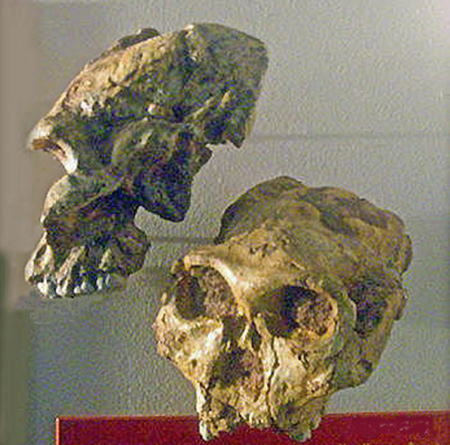 スワートクランス洞窟出土･200万年前 猿人の頭蓋骨化石