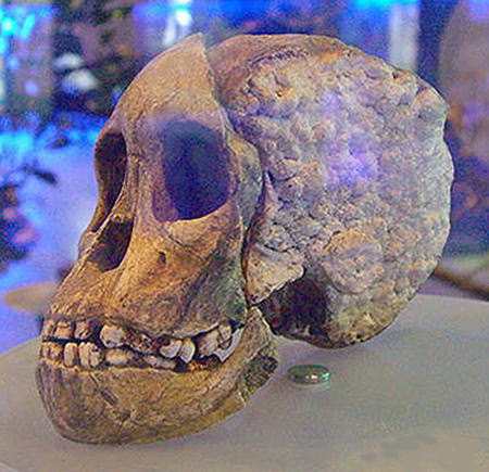 南アフリカ・280万年前 猿人アウストラロピテクス・アフリカヌスの頭蓋骨化石 「タウングの子供」